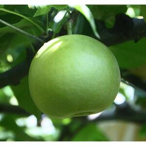 訳あり 二十世紀梨 5kg【やぶやフルーツガーデン】