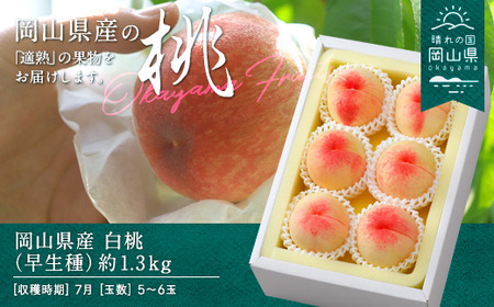 岡山県産「白桃（早生種）」約1.3kg（5～6玉）【26年7月上旬以降に順次発送】