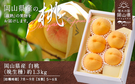岡山県産「白桃（晩生種）」約1.3kg（5～6玉）【26年8月上旬以降の出荷分】