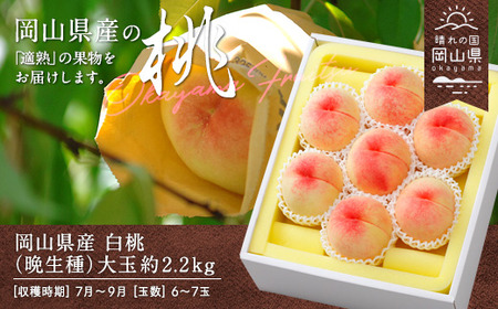 岡山県産「白桃（晩生種）」約2.2kg（大玉6～7玉）【26年8月上旬以降の出荷分】