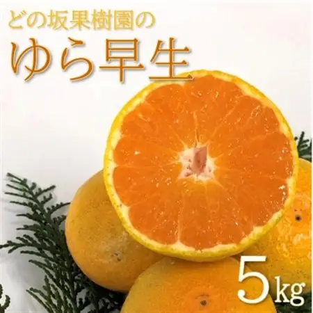 【2026年10月中旬～発送】坂果樹園のゆら早生みかん　5kg (2S～Lサイズ)【畑のまんま規格】【配送不可地域：離島・北海道・沖縄県】【1492468】