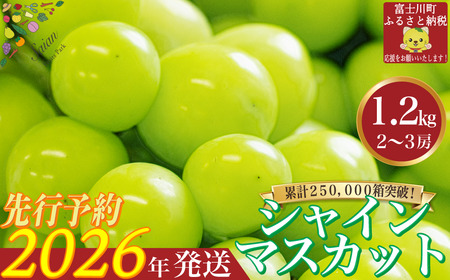 【2026年発送分 先行予約】 シャインマスカット 1.2kg（2～3房） 8月中旬以降発送予定 フルーツ 山梨県産 果物 シャイン マスカット ぶどう ブドウ 大粒 種なし 産地直送  富士川町 先行予約（A5302）