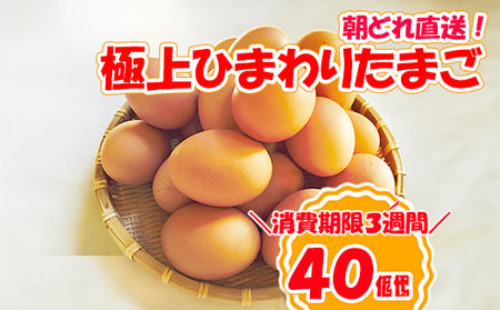 B1807極上ひまわりたまご（40個程度）※破卵補償10個含 卵 鶏卵 玉子