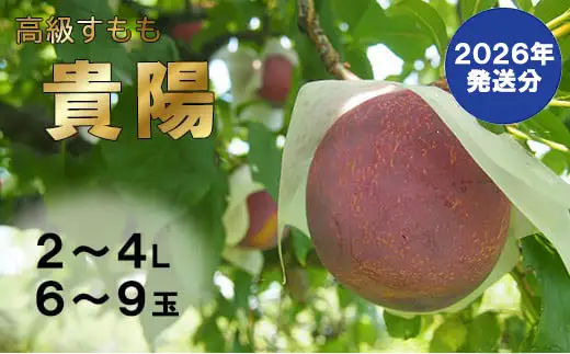 【2026年発送分 先行予約】【低農薬　除草剤・化学肥料不使用】すもも（貴陽）6-9玉（2L-4Lサイズ）貴陽 すもも スモモ 李 フルーツ 果物 プラム 低農薬 産地直送 フルーツ プラム 山梨 富士川町