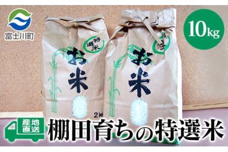 ★令和7年度産★特選米10kg　天日干し 精米済 山梨県富士川町産 棚田米 お米 こしひかり コシヒカリ 平林