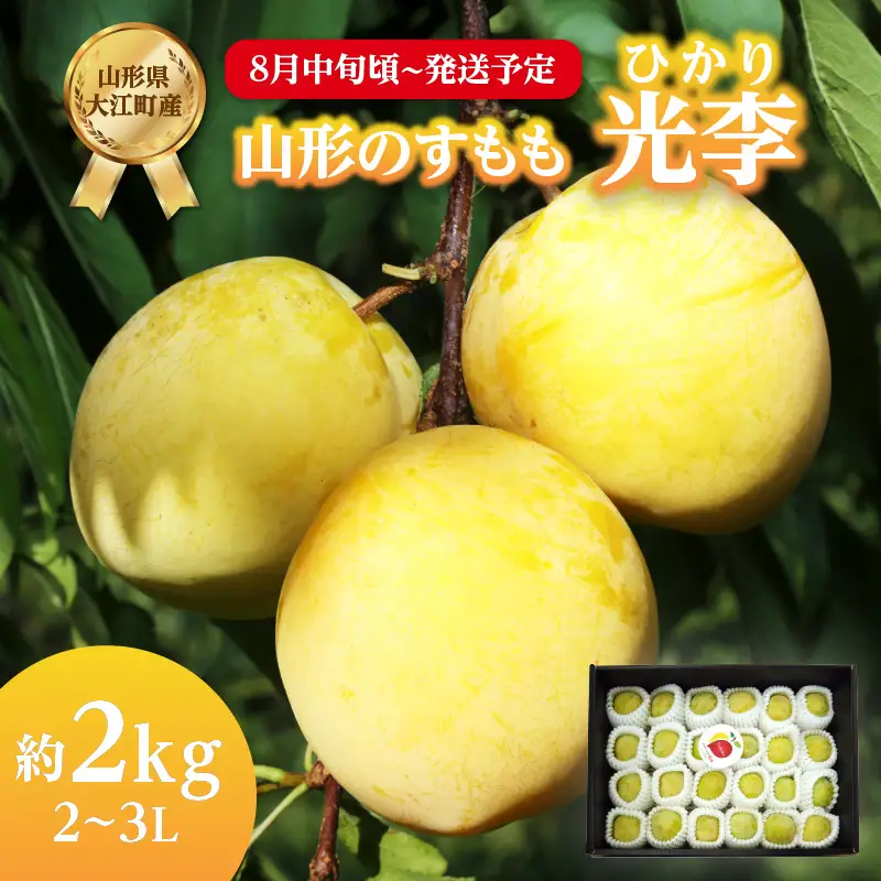 《先行受付》すもも「光李（ひかり）」約2kg 2～3L【2026年8月中旬頃～発送予定】【山形プラム・大江町産】 001-080