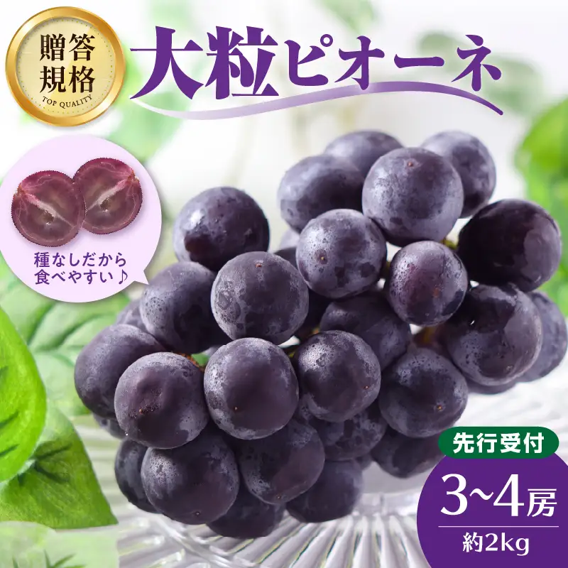 《先行受付》贈答規格 大粒ピオーネ 3～4房 約2kg【2026年9月中旬頃～発送予定】【山形ぶどう・大江町産・小林葡萄園】 024-002
