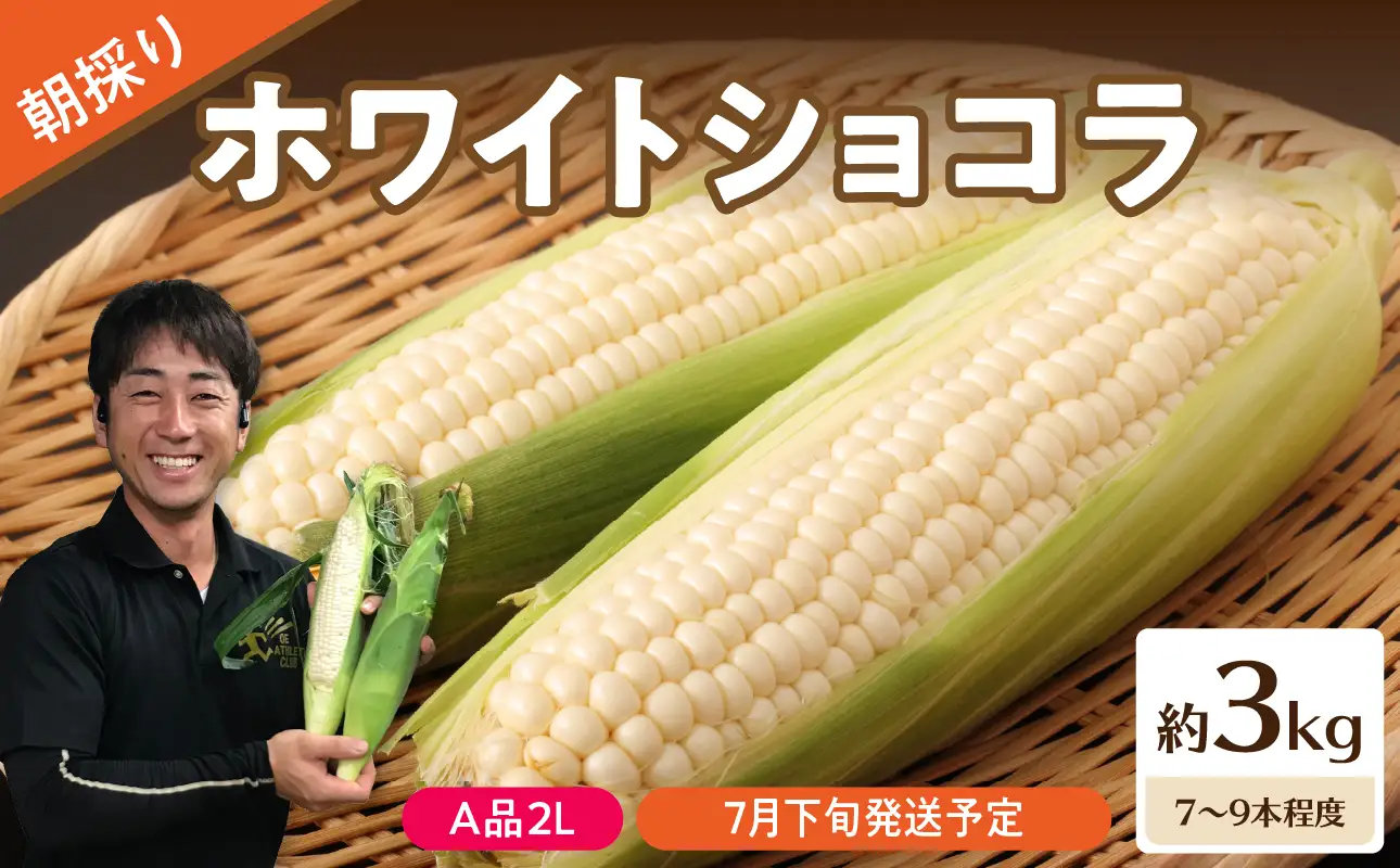 《先行受付》朝採りホワイトショコラ約3kg・A品2L・7～9本程度 【2026年7月下旬頃～発送予定】【山形とうもろこし・大江町産・明石農園】 027-003