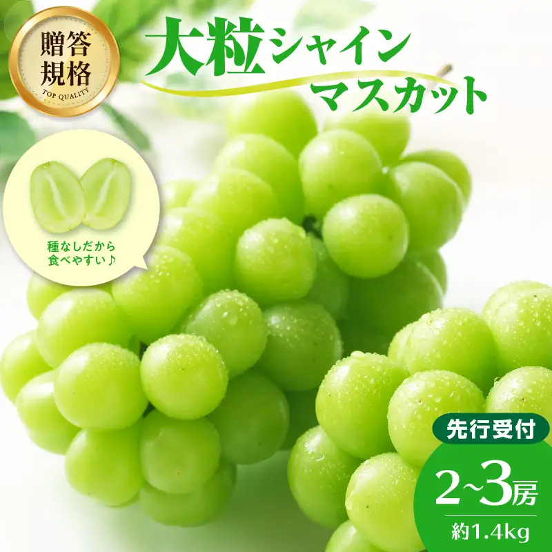 《先行受付》贈答規格シャインマスカット 約1.4kg（2～3房）【2026年9月中旬頃～順次発送予定】【山形ぶどう・大江町産・小林葡萄園】 024-003