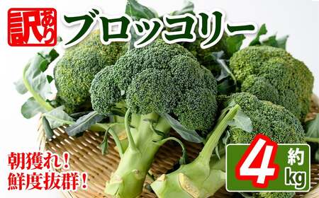 ＜期間限定！2026年2月上旬以降順次発送予定＞＜訳あり＞ 香川県産 ブロッコリー (約4kg) 国産 野菜 産地直送 新鮮 冷蔵便 【man058・man108】【Aglio nero】