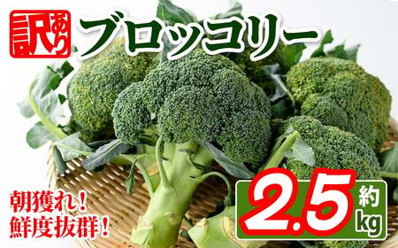 ＜期間限定！2026年2月上旬以降順次発送予定＞＜訳あり＞ 香川県産 ブロッコリー (約2.5kg) 国産 野菜 産地直送 新鮮 冷蔵便 【man058・man108】【Aglio nero】