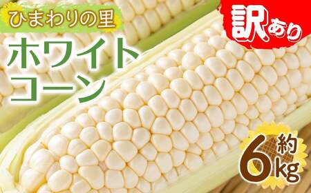 ＜期間限定！2026年6月上旬以降順次発送予定＞＜訳あり＞ホワイトコーン(約6kg) 香川県 国産 とうもろこし トウモロコシ 新鮮 冷蔵便 【man109・man112】【Aglio nero】