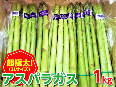 ＜先行予約！2027年3月上旬以降順次発送予定＞＜超極太＞アスパラガス(約1kg/3Lサイズ) 香川県 国産 野菜 アスパラ 新鮮 冷蔵便 希少 【man095】【Aglio nero】