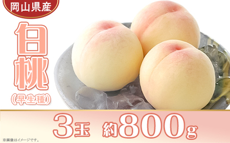 岡山県産 白桃3玉（約800g）【26年7月上旬以降に順次発送】