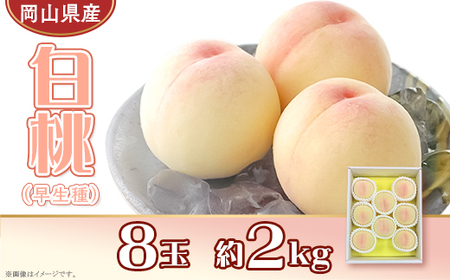 岡山県産 白桃8玉（約2.0kg）【26年7月上旬以降に順次発送】