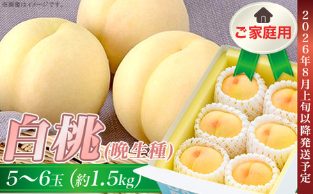 ご家庭用 白桃(晩生種) 5～6玉（約1.5kg）【26年8月上旬以降に順次発送】