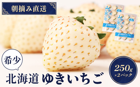 【受注後、随時発送！】【北海道産】ゆきいちご（白いちご） 2Pセット 250g×2 計500g 苺 イチゴ 白いちご 一季成りイチゴ ゆきぼたん パールホワイト 希少 高級 ギフト お取り寄せ ふるさと納税 北海道 中標津【59001】