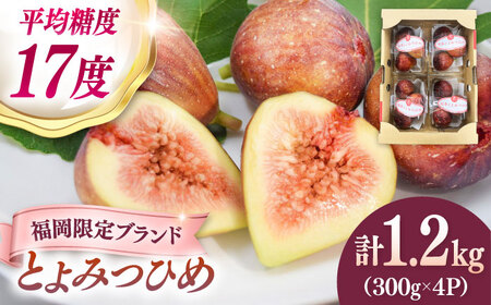 【先行受付】いちじく とよみつひめ 秀品 1.2kg [ADAY001] いちじく
