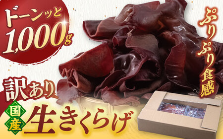 福岡県産生きくらげ 1kg ADBA001 きくらげ