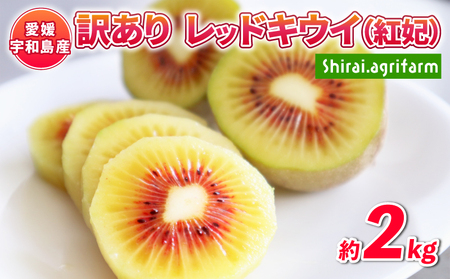 訳あり キウイ 紅妃 レッドキウイ 2kg Shirai.agrifarm F010-115002