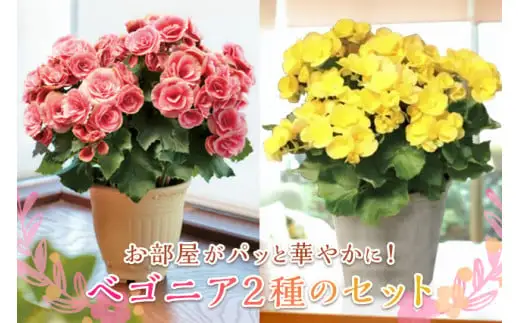 ベゴニア鉢植え二鉢セット F20E-457