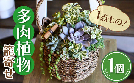 多肉植物 籠寄せ / かわいい インテリア 多肉植物[AFAT002]