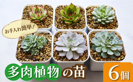 多肉植物 苗 6個セット[AFAT003]