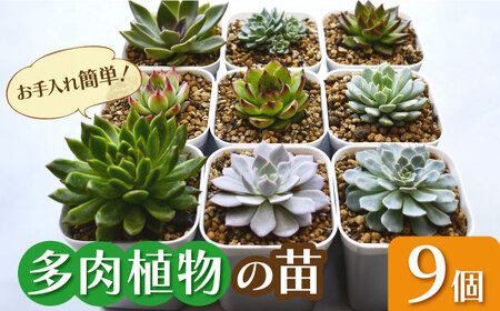 多肉植物 苗 9個セット[AFAT004]