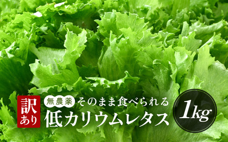【訳あり】低カリウムレタス 1kg (500g×2袋) 不揃い クリーンルーム栽培 無農薬 鮮度長持ち 【野菜 生野菜 レタス サラダ 水耕栽培 洗わず食べられる 時短 付け合わせ 規格外】レタス フリルレタス 野菜 サラダ ダイエット ヘルシー [m40-a012]
