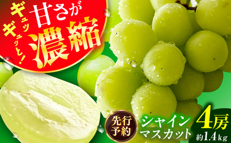 【★先行予約★ 2026年8月下旬より発送】シャインマスカット 約1.4kg / シャインマスカット しゃいんますかっと[AFAB007]