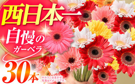 広川自慢の元気なガーベラ30本 ラッピング有 カラーおまかせ / 花 [AFAB016]