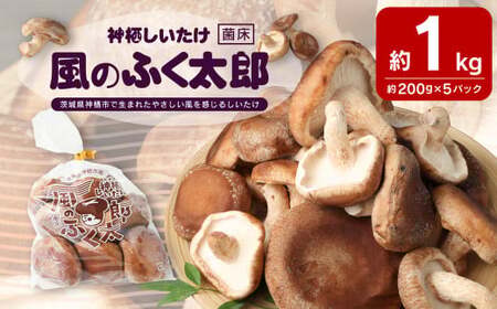 神栖市しいたけ「風のふく太郎」 約1kg 椎茸 しいたけ キノコ 野菜 肉厚 