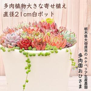 【多肉植物】大きな寄せ植え直径21cm白ポット