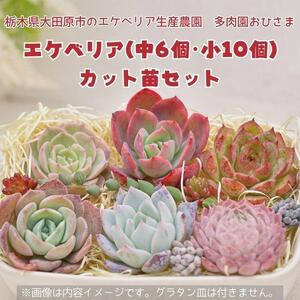 名無しエケベリア(中6個・小10個+セダム他)カット苗セット