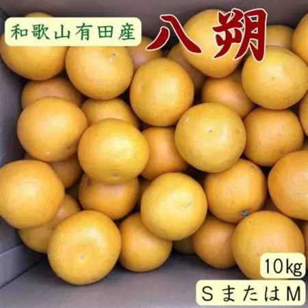 【手選果】有田産の八朔約10kg(SまたはMサイズいずれかお届け)【日高町】【1481683】