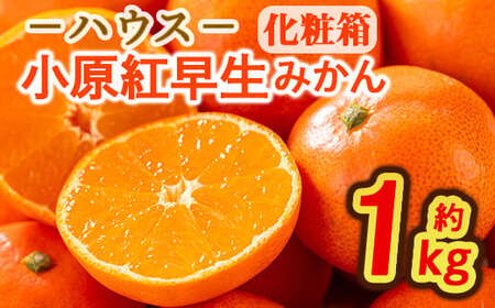 ＜期間限定！2026年6月下旬以降順次発送予定＞香川県産 ハウス小原紅早生みかん(約1kg/化粧箱) ミカン フルーツ 果物 柑橘 人気 【man072】【Aglio nero】