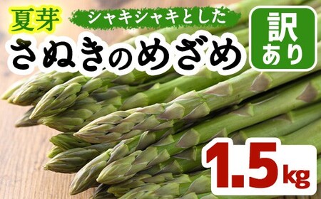 ＜先行予約！2026年6月上旬以降順次発送＞＜訳あり＞夏芽！さぬきのめざめ(約1.5kg) 香川県 国産 野菜 アスパラ 新鮮 冷蔵便 【man082-B】【Aglio nero】