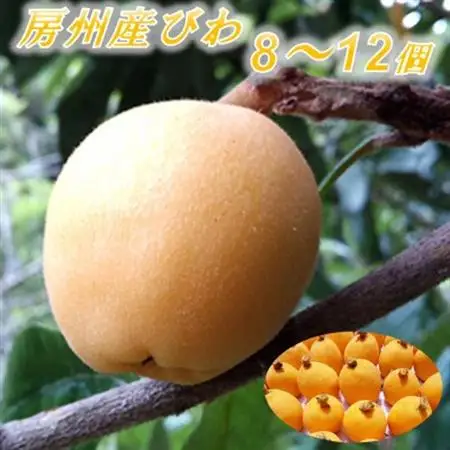 館山の温暖な気候育ち 房州びわ 500g以上(8～12個)_房州びわ 美味しい ビワ びわ 果物 フルーツ 千葉県 送料無料_【配送不可地域：離島・北海道・沖縄県・東北・中国・四国・九州】【1486470】