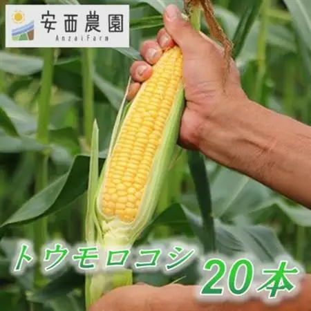 安西農園の驚くほどに甘いトウモロコシ 20本【配送不可地域：離島・北海道・沖縄県・東北・中国・四国・九州】【1486584】