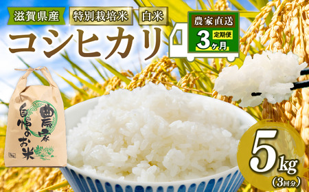 米 特別栽培米 こしひかり 令和7年 米 5kg 白米 定期便 3ヶ月 計 15kg コシヒカリ 2025年産 国産 農家直送 コシヒカリ 5kg × 3回 国産 農家直送 環境こだわり お米 こめ おこめ 農家直送 産地直送 送料無料