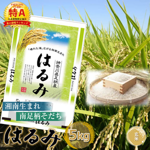 【令和7年産】湘南生まれ南足柄育ちのブランド米「はるみ」(玄米) 5kg 創業100年の米屋がお届け【特A ギフト プレゼント 贈り物 返礼 御礼 おいしい 】【 ごはん おいしい 神奈川県 南足柄市 】