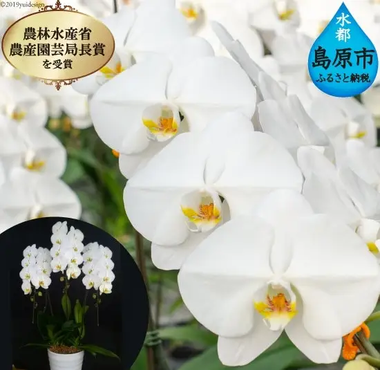 BB061気品高く咲き誇り続ける　島原の”蘭”3本立8号鉢36輪 