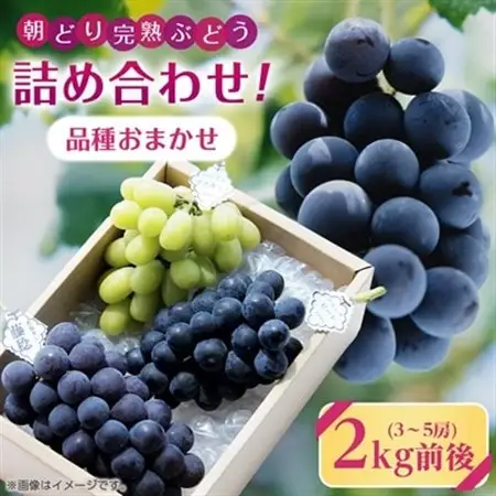 【2026年・発送】朝どり完熟ぶどうの詰め合わせ_果物・フルーツ ぶどう・マスカット  ブドウ 葡萄 _【配送不可地域：離島・沖縄県】【1017700】