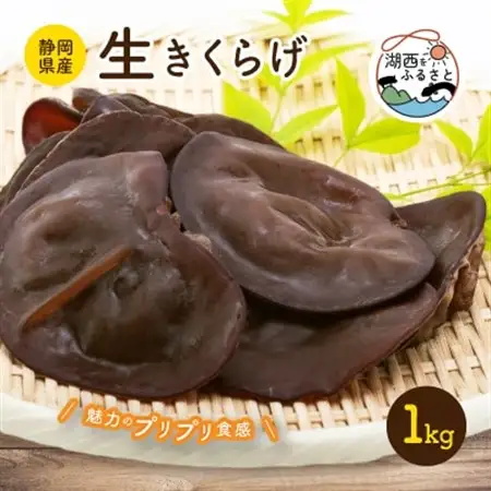 【静岡県産】生きくらげ　1kg_野菜 きのこ  キノコ_【配送不可地域：離島】【1391786】
