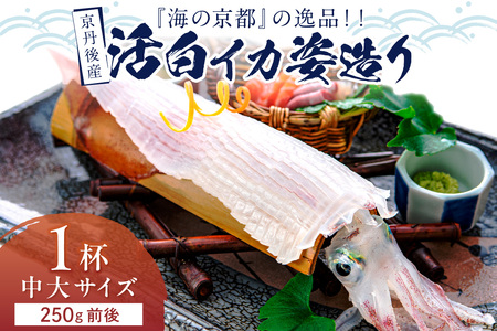 京丹後産『海の京都』の逸品！！　活白イカ姿造り（クリスタル白いか）中大サイズ 1杯（250g前後）（2026年6月上旬～発送）