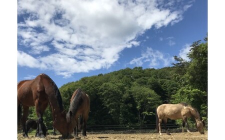 馬のお世話体験とふれあい乗馬【キッズ】