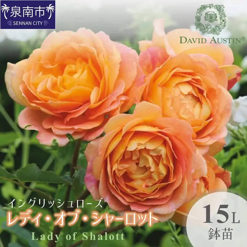 【イングリッシュローズ】デビッド・オースチン レディ・オブ・シャーロット 15L鉢苗【025D-007】