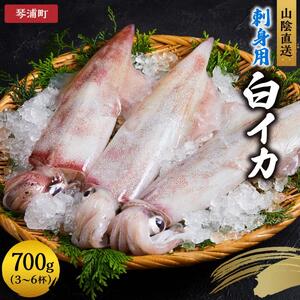 【先行予約 2026年6月以降発送】山陰直送 刺身用白イカ 700g（3～6杯）　※北海道、沖縄、一部離島への配送不可 |剣先イカ
