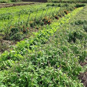 自然栽培 旬のサラダセット 約1kg|野菜 野菜