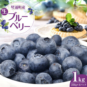 【先行予約 2026年6月下旬以降発送】琴浦町産生ブルーベリー１kg（250g×4パック）|ブルーベリー